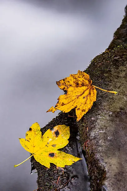Autumn maple leaves lying on a stone near the waterfall