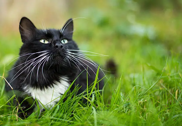 Cute black cat lying on green grass lawn, shallow depth of field portrait. A black cat with a white spot . Black cat hunts in the grass. Adult black and white cat sitting on the grass