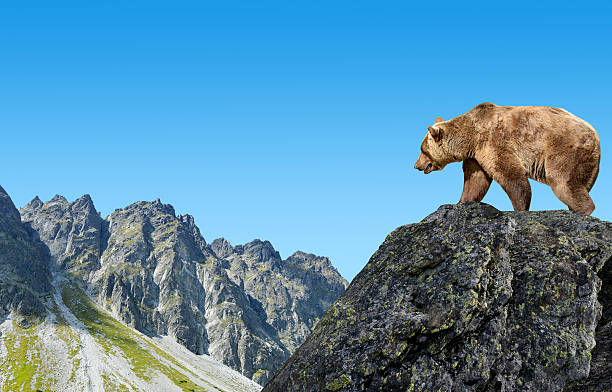 istock Brown bear in mountain landscape. 624027756
