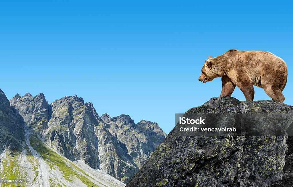 Brown bear in mountain landscape. Brown bear in mountain landscape. Mengusovska Valley in Vysoke Tatry (High Tatras), Slovakia Bear Stock Photo