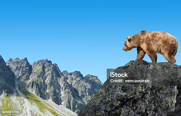 Brown Bear In Mountain Landscape Stock Photo - Download Image Now - Bear, Tatra Mountains, Animal