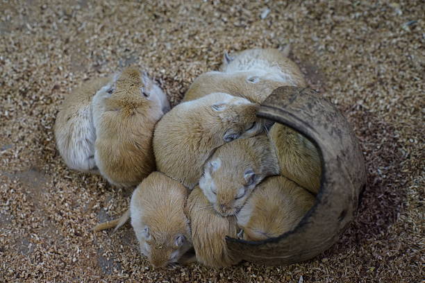 It's cold, so I've taken pictures of cute rodents.