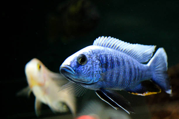 istock Beautiful fish in the aquarium 624029040
