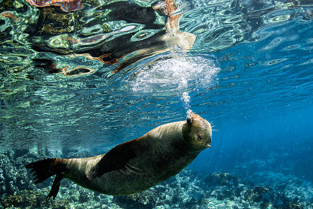 istock sea lion seal underwater while diving in cortez sea 624029540