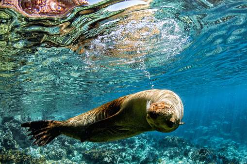 lobo marino foca bajo el agua mientras se zambulle en el mar de Cortés photo