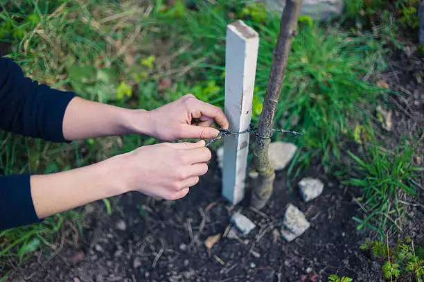 Photo of Young woman tying tree to stake