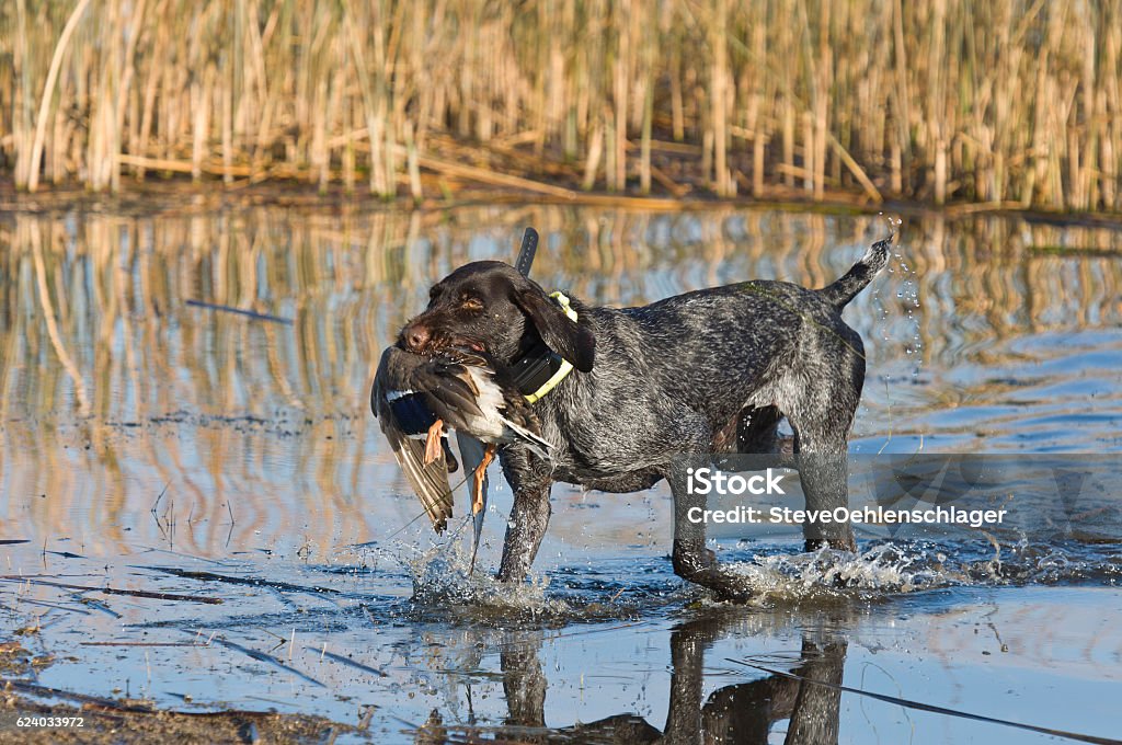 Duck Hunting Dog A German Wirehaired Dog with a duck Duck - Bird Stock Photo