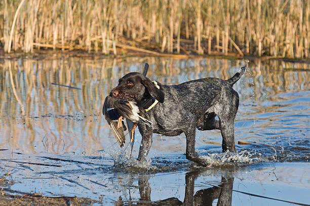 Duck Hunting Dog stock photo