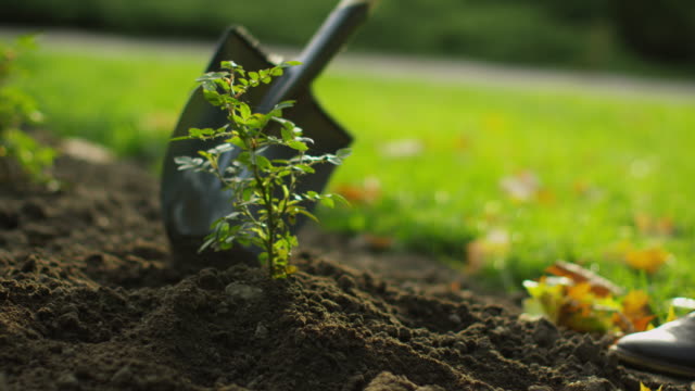 Close-up of a Shovel Tending Plant in the Garden.