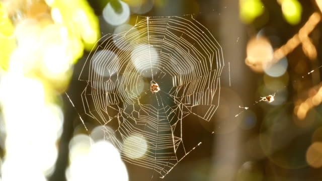 The spider web (cobweb)