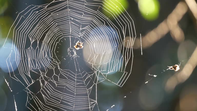 The spider web (cobweb)