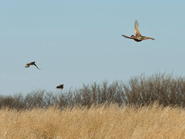 flock of flying faasants - pheasant hunter stock-fotos und bilder