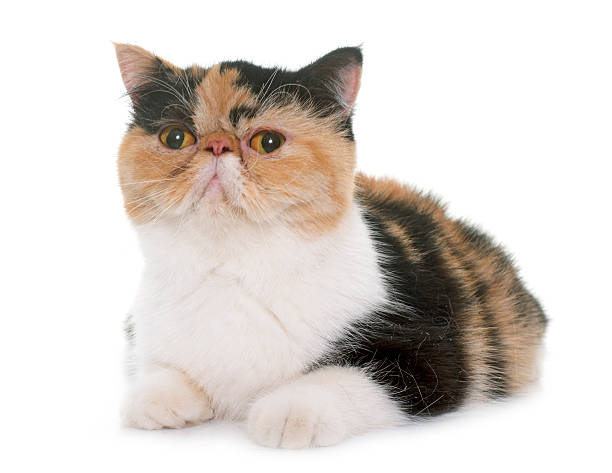 tricolor exotic shorthair cat tricolor exotic shorthair cat in front of white background exoticism stock pictures, royalty-free photos & images