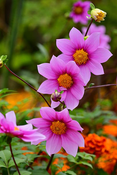 istock Dahlia imperialis / Tree Dahlia 624048174
