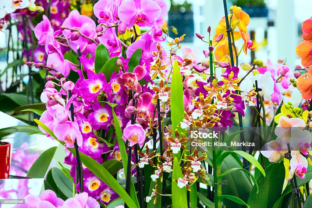 Variedad De Diferentes Flores De Orquídeas Foto de stock y más banco de  imágenes de Amarillo - Color - Amarillo - Color, Amor, Aniversario - iStock