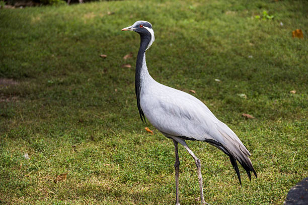close-up one demoiselle crane