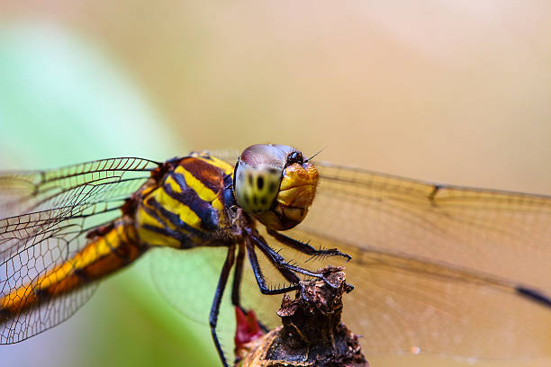 istock Dragonfly in beautiful meadow outdoors 624055608