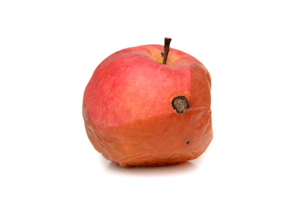 istock Red rotten apple, natural color and texture. 624056444