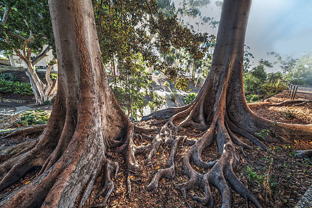 istock big roots in Balboa park in San Diego 624062254