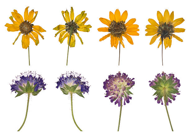 istock Dried and pressed the spring wild flowers isolated 624064746