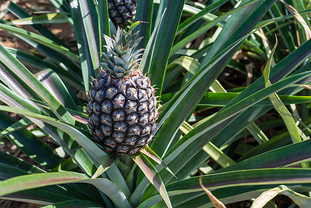 istock Close-up pineapple in farm 624065178