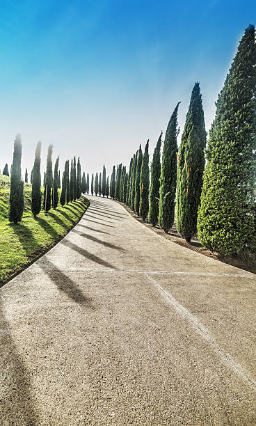 istock Cypress row in Tuscany 624065380