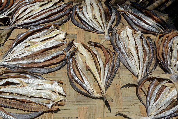 istock ASIA MYANMAR MYEIK DRY FISH PRODUCTION 624065448
