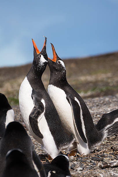 istock Papua penguin couple at the seaside scream 624065714
