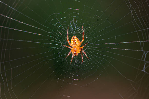 Aranha na Web  - foto de acervo