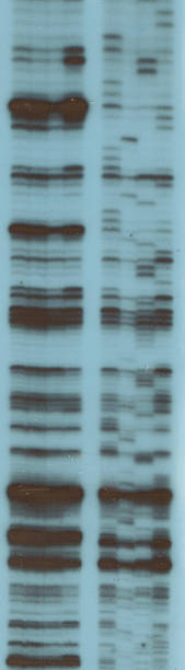 과학  - sugar phosphate backbone 뉴스 사진 이미지