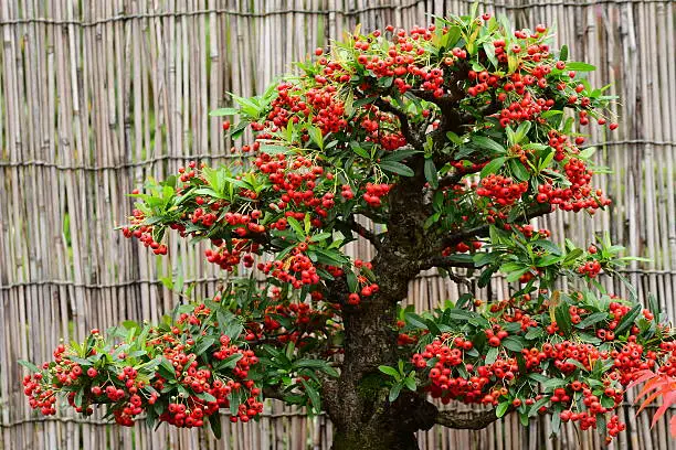 Photo of Bonsai of Pyracantha Tree