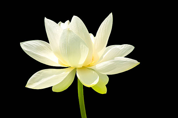 The Lotus Flower.The background is black.The place of shooting is Tsurugaoka Hachiman in Kamakura City, Kanagawa Prefecture, Japan. 
