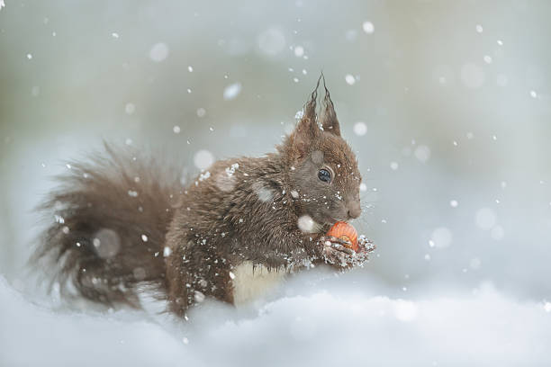 Red squirrel in winter wonderland ストックフォト