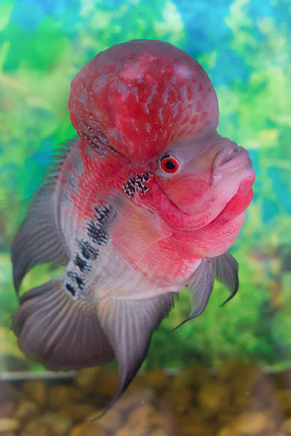 istock Red flowerhorn cichlid 624084840