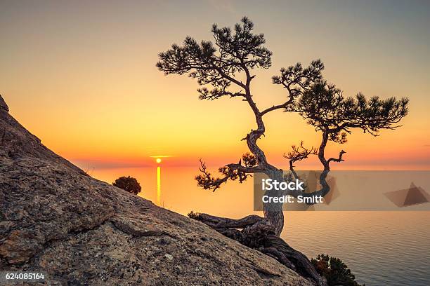 Tree Stock Photo - Download Image Now - At The Edge Of, Black Sea, Blue