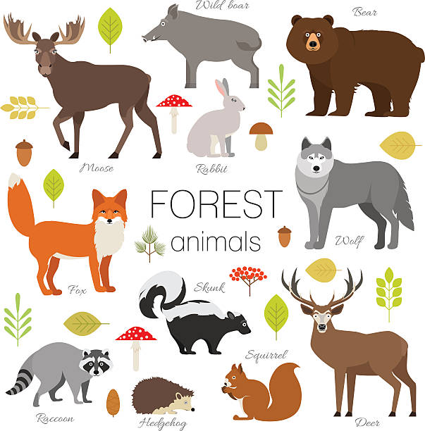 숲 동물은 격리 된 벡터를 설정합니다. 무스, 곰, 여우, 늑대, 스컹크 - skunk stock illustrations