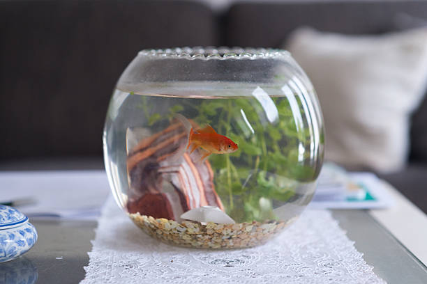 Goldfish in bowl interior