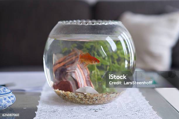 Goldfish In Bowl Stock Photo - Download Image Now - Fishbowl, Goldfish, Table
