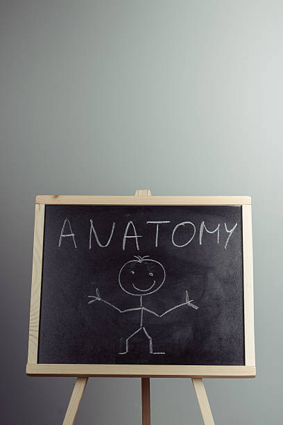 istock Anatomy word written on chalkboard 624096314