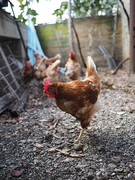 istock hens in the chicken coop 624097308