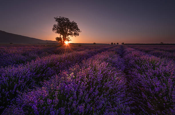 istock Lonely tree in lavender field at sunrise, Bulgaria 624097706