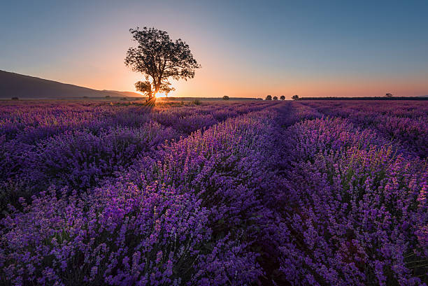 istock Lonely tree in lavender field at sunrise, Bulgaria 624097910