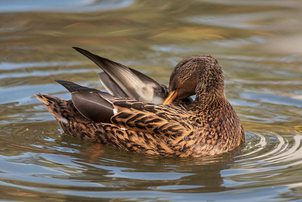 istock Duck in a pond in autumn season. 624098278