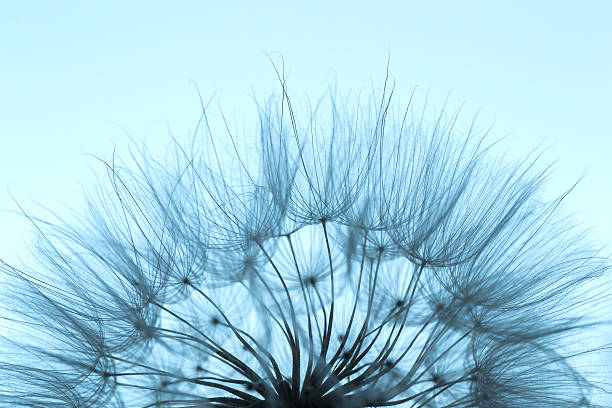 istock Photo of dandelion silhouette on blue background. 624098946