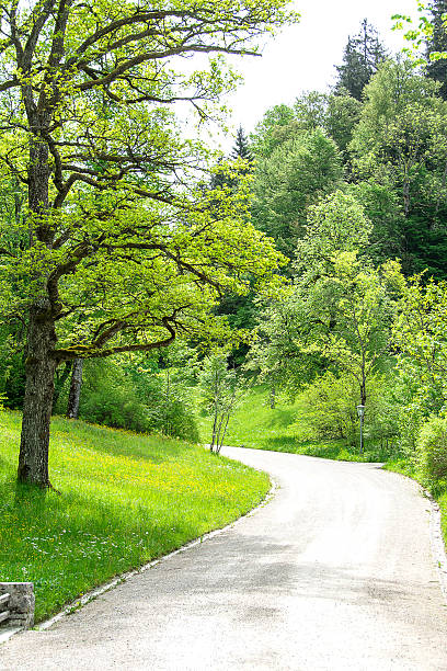 istock curve road to forest with pine and mountain 624099336