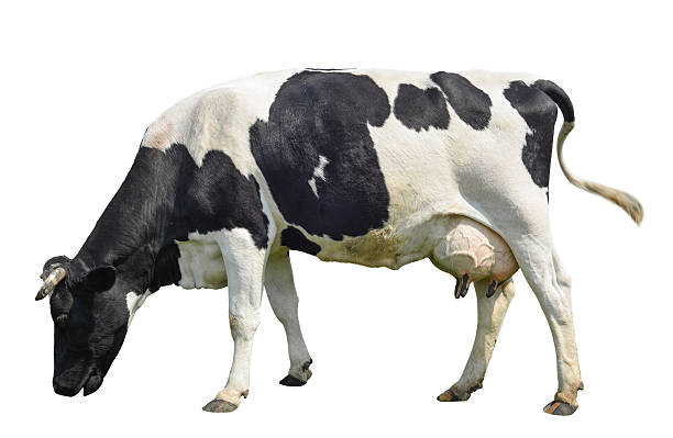 istock Funny cute cow isolated on white 624099792