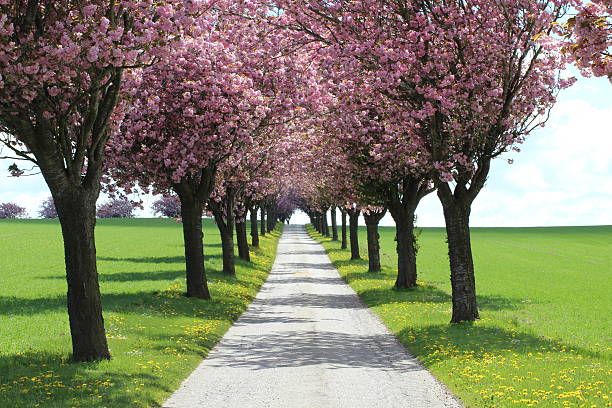istock Pink Road from Cherry Blossom trees. 624099810