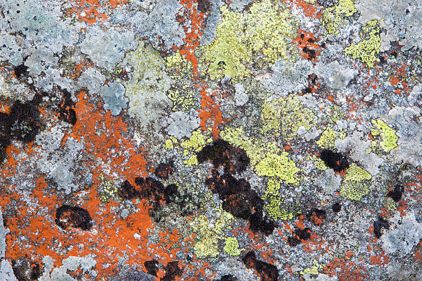 istock High Tatras - lichen on the rock in - background 624101970