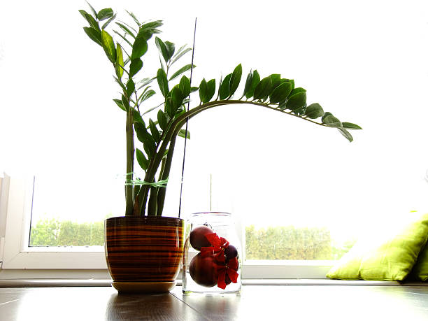 istock Zamioculcas and Jar with Baubles 624107492