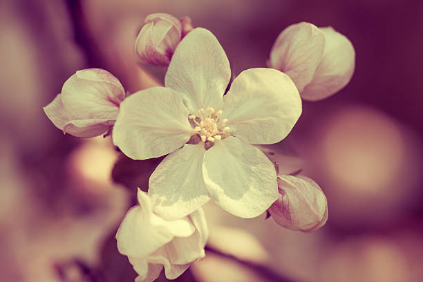 istock Vintage blossom apple branch with flowers 624108376